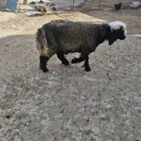 بره تخمی ترکی