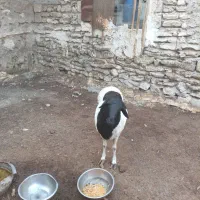 فروش  بره نر بندرکنگ