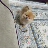 سگ پامر بسیار کوچیک و بازیگوش|سگ|شاهین‌شهر, عطار|دیوار