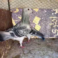 ۴ جفت سبز کاکلی. آلمانی. پشت سبز|پرنده|بیرجند, |دیوار