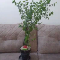 گل خوشگل طبیعی