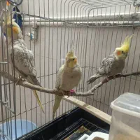 عروس هلندی نر و ماده
