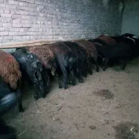 گوسفند