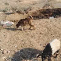 بزغاله نر دوعدد|حیوانات مزرعه|اهر, |دیوار