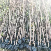 قابل توجه همکاران نهال فروش در سراسر کشور|خدمات باغبانی و درختکاری|همدان, |دیوار