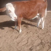 گاوشیری سیمنتال