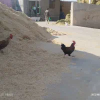 خروس محلی|پرنده|مرودشت, کناره|دیوار