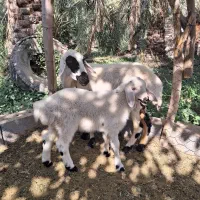 میش و بره