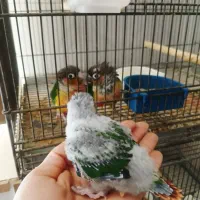 جوجه گرینچیک سرلاکی