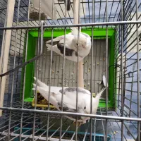 عروس هلندی کرم فیس