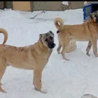 طوله سرابی ده ماهه