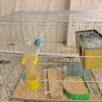 مرغ عشق ماده|پرنده|فسا, |دیوار