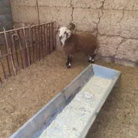 بره نر دورگ لاکن