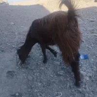 بز و میش|حیوانات مزرعه|ایرانشهر, |دیوار