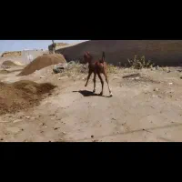 فروش دوراس کره کرد خالص 4و5ماه