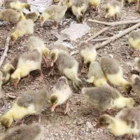 خریدار جوجه غاز