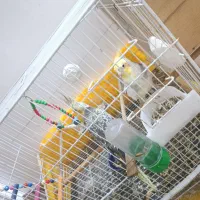 جفت عروس هلندی با کلیه وسایل|پرنده|ساری, |دیوار