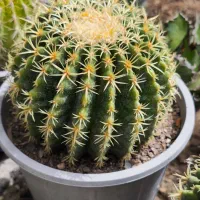 فروش انواع کاکتوس