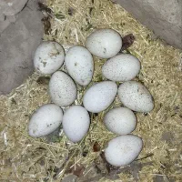 تخم بوقلمون