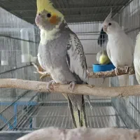 عروس هلندی ماده ابلغ نیمه دستی تقریبایکساله|پرنده|قم, لبچال|دیوار