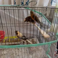 قناری ماده|پرنده|داراب, |دیوار