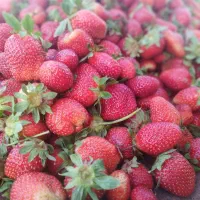 نهال توت فرنگی