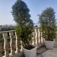 یاس هلندی  بزرگ با گلدون|گل و گیاه طبیعی|عباس‌آباد, |دیوار