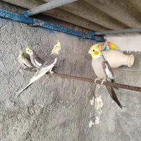 فروش ۶ عدد عروس هلندی بالغ درجه یک قیمت توافقی