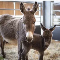 نر کرخر پارسال