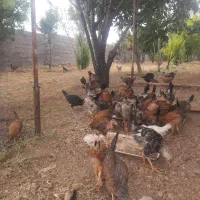 نیمچه مرغ و خروس