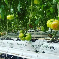 گروبک، گروبگ کیسه کشت کوکوپیت دست دوم