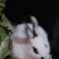 خرگوش‌های خوشگل وبازیگوش به تعداد زیاد