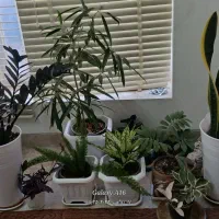 گل آپارتمانی|گل و گیاه طبیعی|شیراز, عادل آباد|دیوار