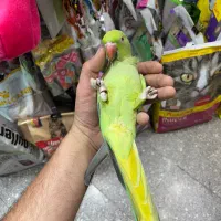 جوجه نر ۷ ماه طوطی ملنگو صحبت کن سوپر رام