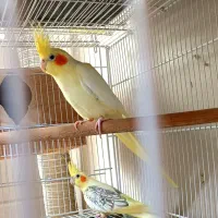چند جفت عروس هلندی تک خال و دوکت و زعفرانی|پرنده|لنگرود, |دیوار