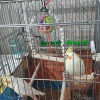 عروس هلندی|پرنده|کبودرآهنگ, |دیوار