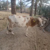 گاو شیری ‌آبستن|حیوانات مزرعه|کهنوج, |دیوار