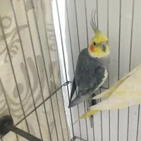 عروس هلندی سخنگو|پرنده|الوند, |دیوار