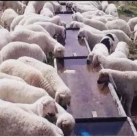 پروار کوهستان گوسفند زنده