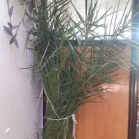 دوستداران گلهای بسیار زیباطبیعی آپارتمانی|گل و گیاه طبیعی|شهرکرد, |دیوار