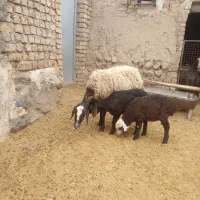 میش وبره شال اصل