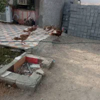 فروش فوری ۶تابوقلمون یکی نر ۵تاماده دوتاغاز نروماد|حیوانات مزرعه|شمیل, |دیوار