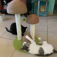 اسکرچر گربه عمده و تک|لوازم جانبی حیوانات|رشت, گلباغ نماز|دیوار