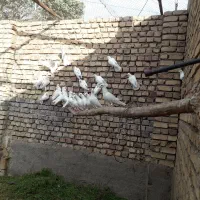 کبوتر سفید کاکلی|پرنده|اصفهان, راه آهن|دیوار