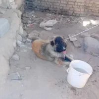 واگذاری سگ نر ۱۰ ماهه