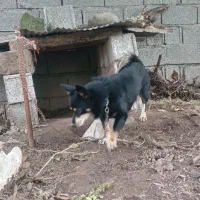 سگ پا کوتا|سگ|رشت, باهنر|دیوار