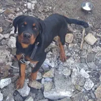 توله روتوایلر|سگ|نوشهر, |دیوار