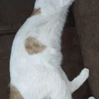 گربه گمشده|گربه|شیراز, رکن‌آباد|دیوار