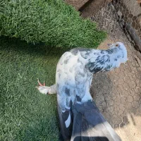 کفتر یا کبوتر دم چتری