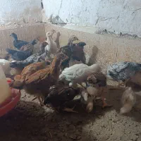 جوجه مرغ.غاز.قوقاز